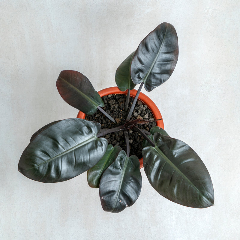 Philodendron Black Cardinal