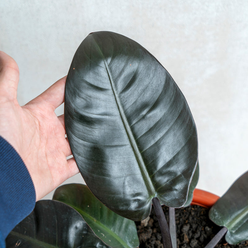 Philodendron Black Cardinal
