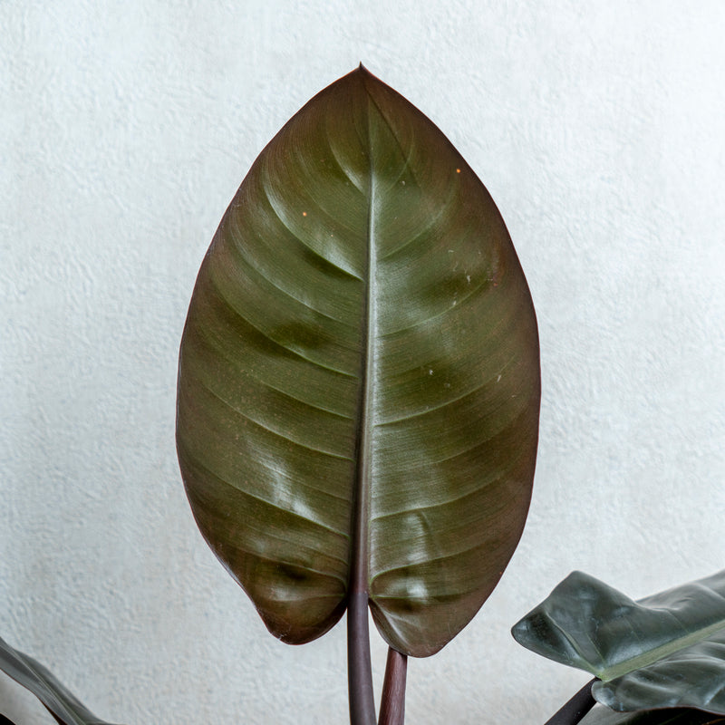 Philodendron Black Cardinal