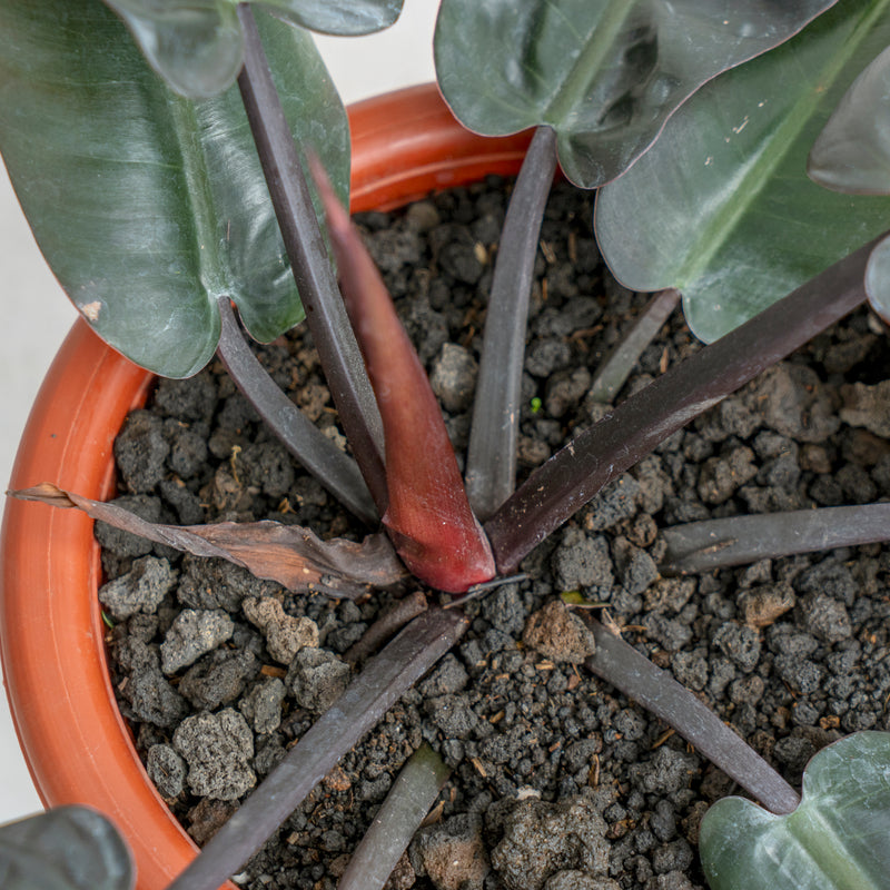 Philodendron Black Cardinal