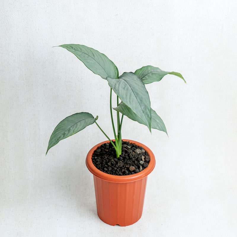 Homalomena Schismatoglottis Silver