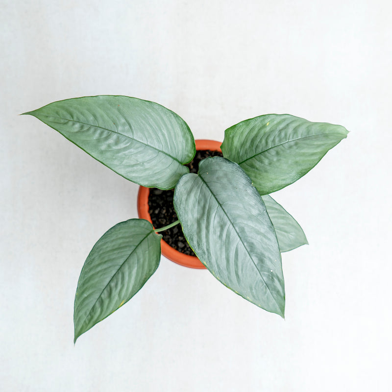 Homalomena Schismatoglottis Silver