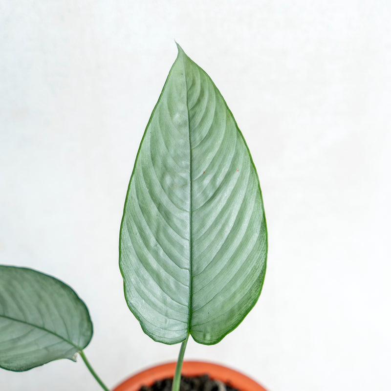 Homalomena Schismatoglottis Silver