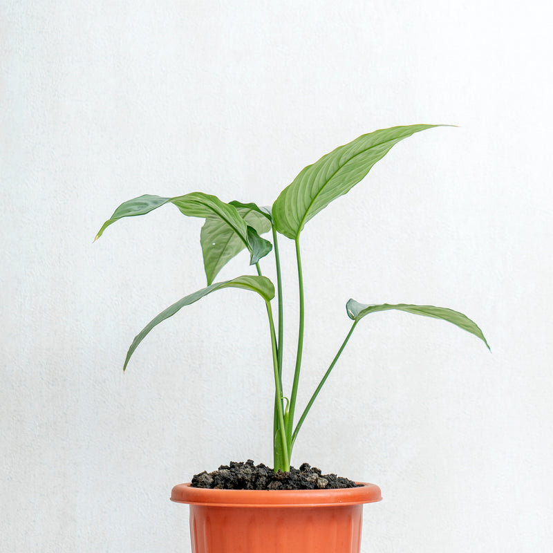 Homalomena Schismatoglottis Silver