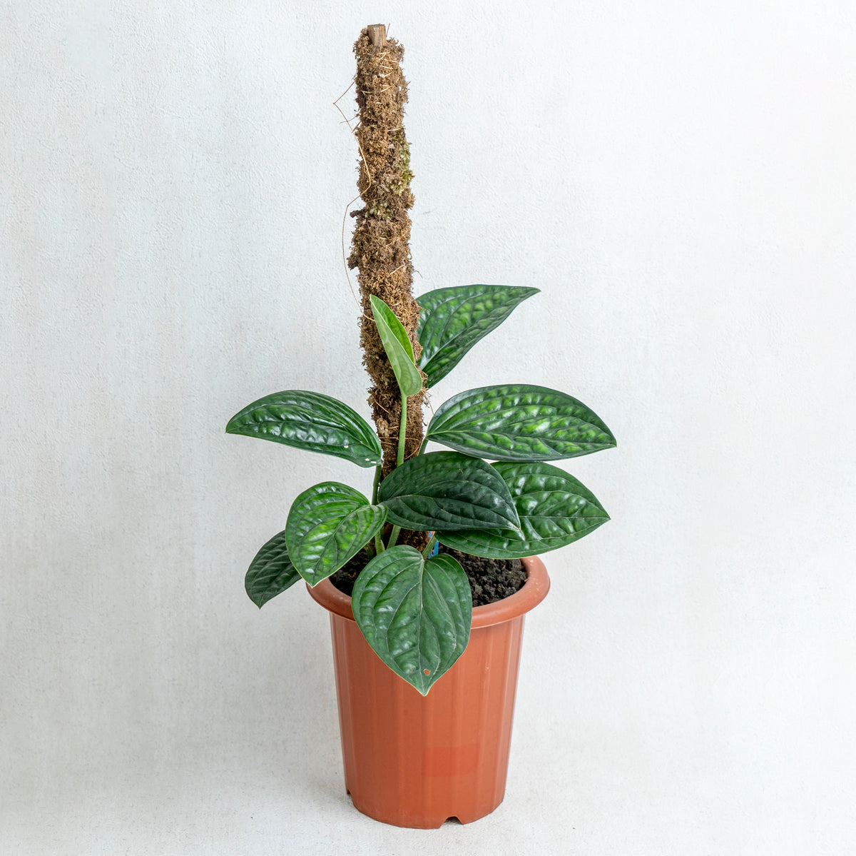philodendron karstenianum Monstera Karstenianum — Aroidasia