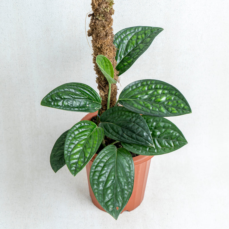 Monstera Karstenianum