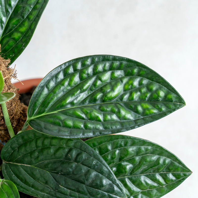 Monstera Karstenianum