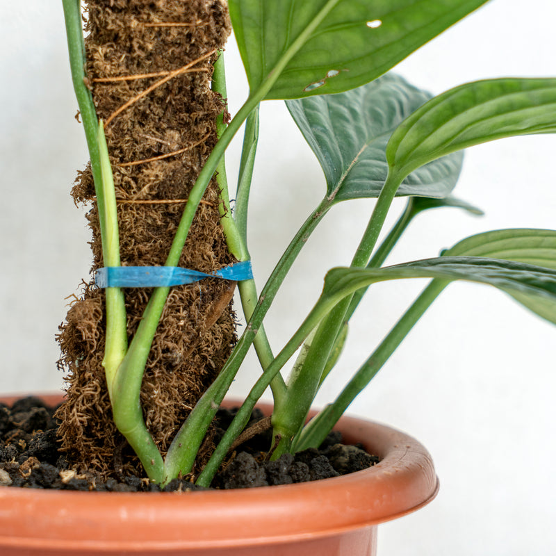 Monstera Karstenianum