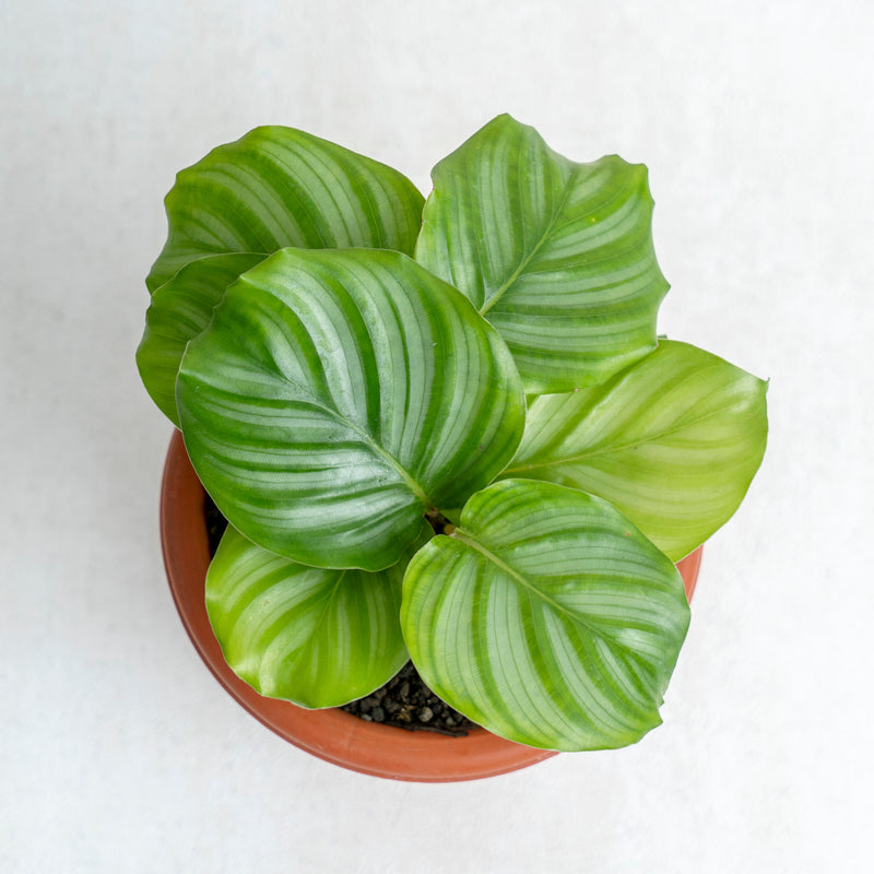 Calathea Orbifolia