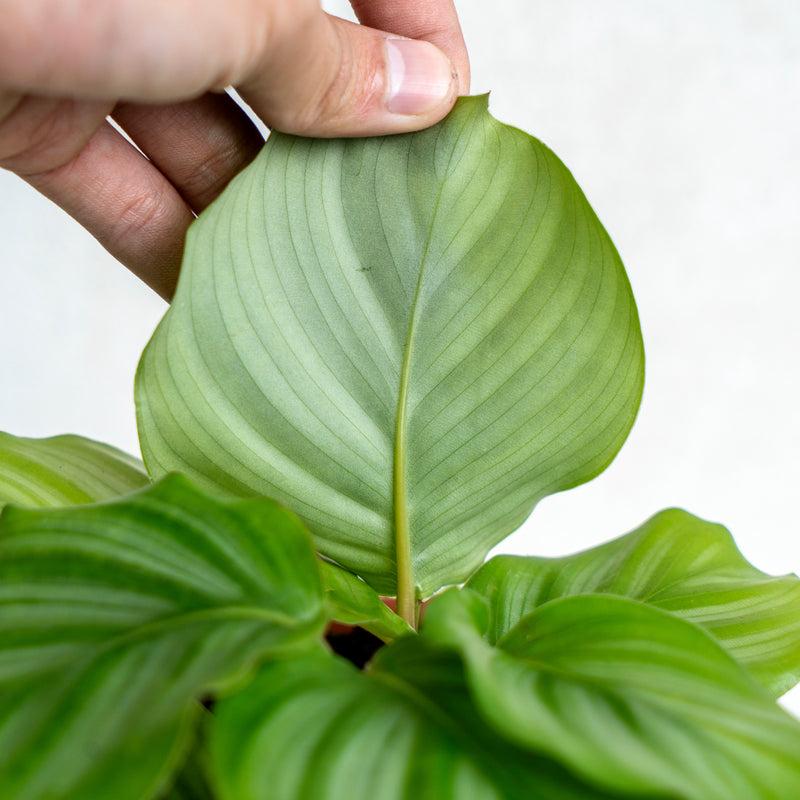 Calathea Orbifolia