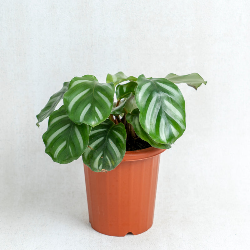 Calathea Fasciata