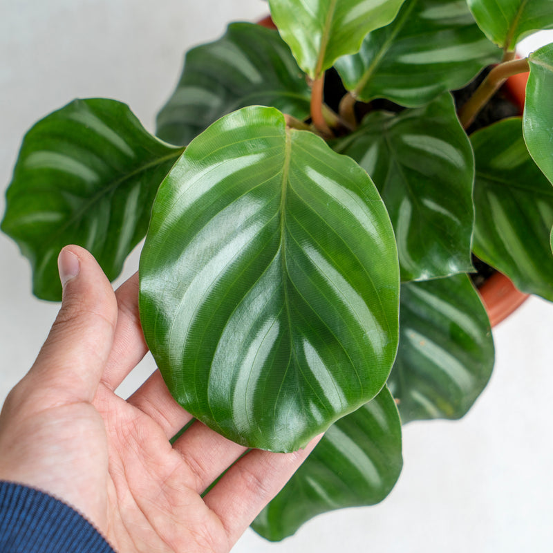 Calathea Fasciata
