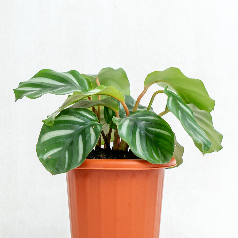 Calathea Fasciata