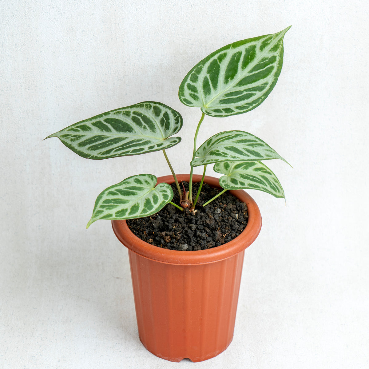 anthurium crystallinum silver blush Anthurium Silver Blush — Aroidasia