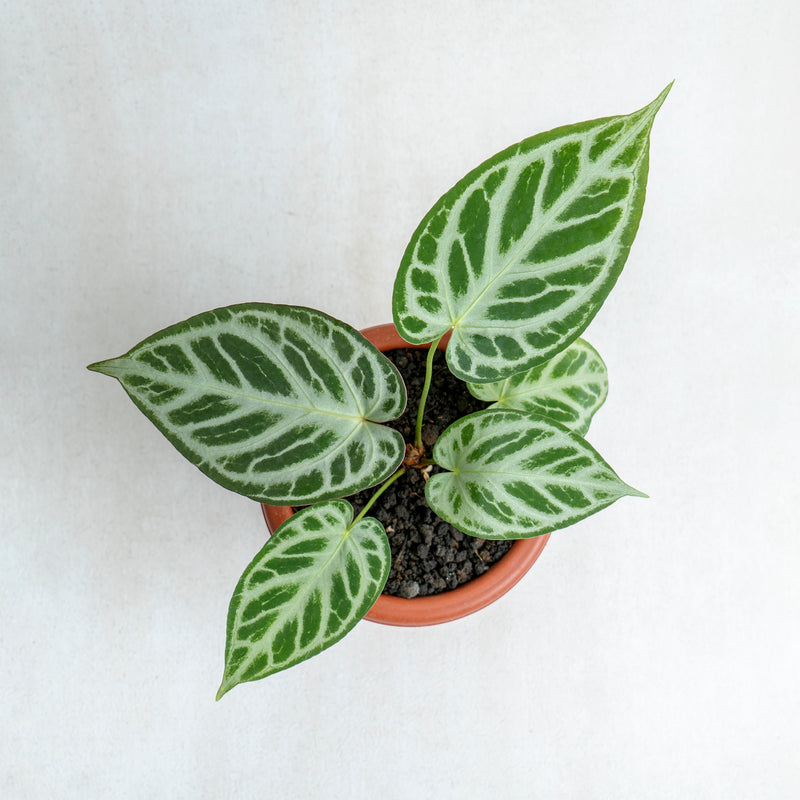 Anthurium Silver Blush