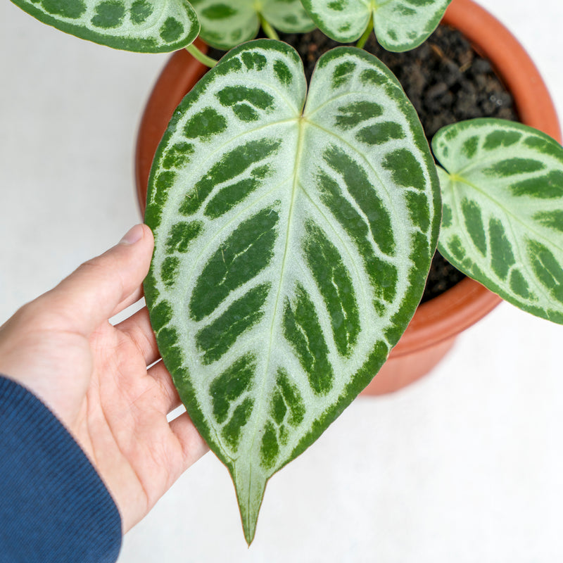 Anthurium Silver Blush