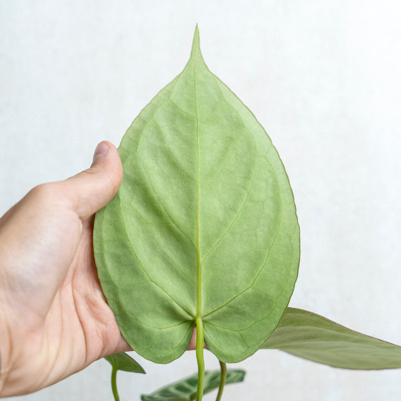 Anthurium Silver Blush