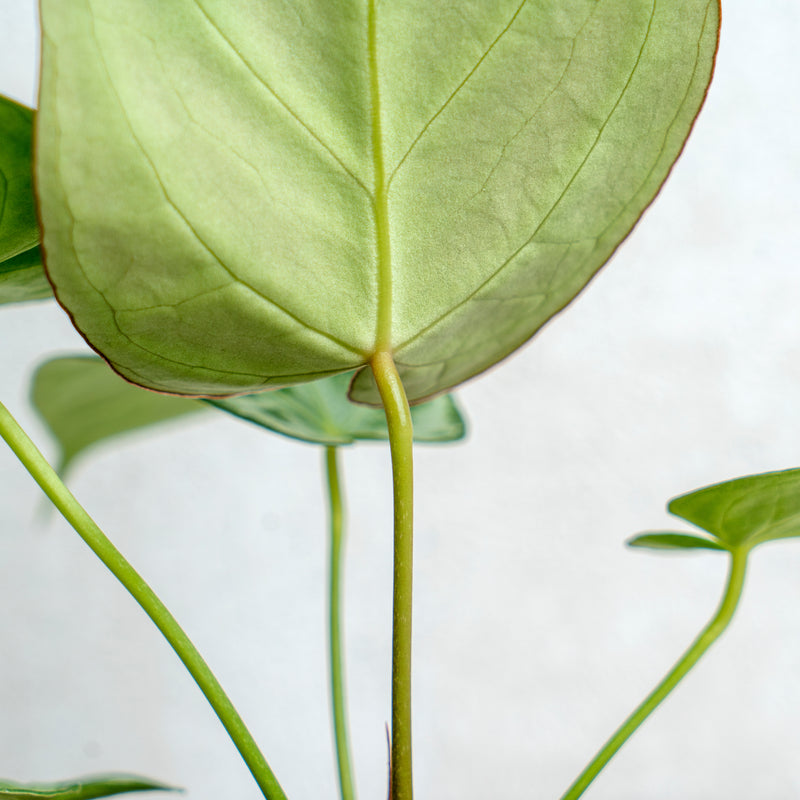 Anthurium Silver Blush