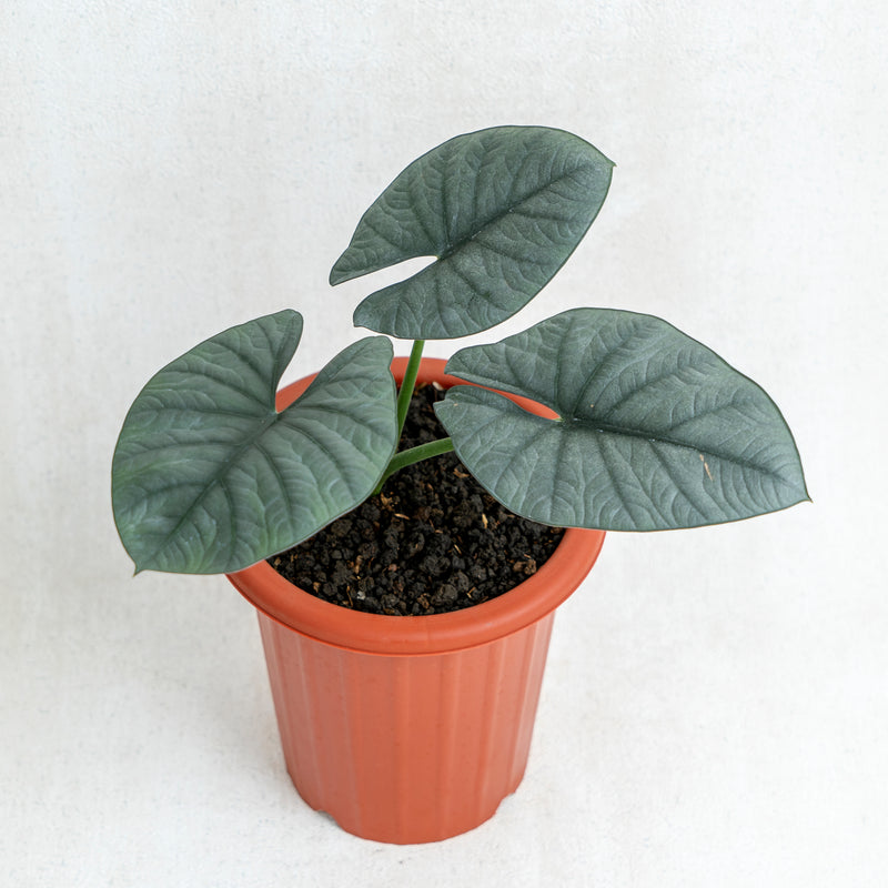 Alocasia Reginae