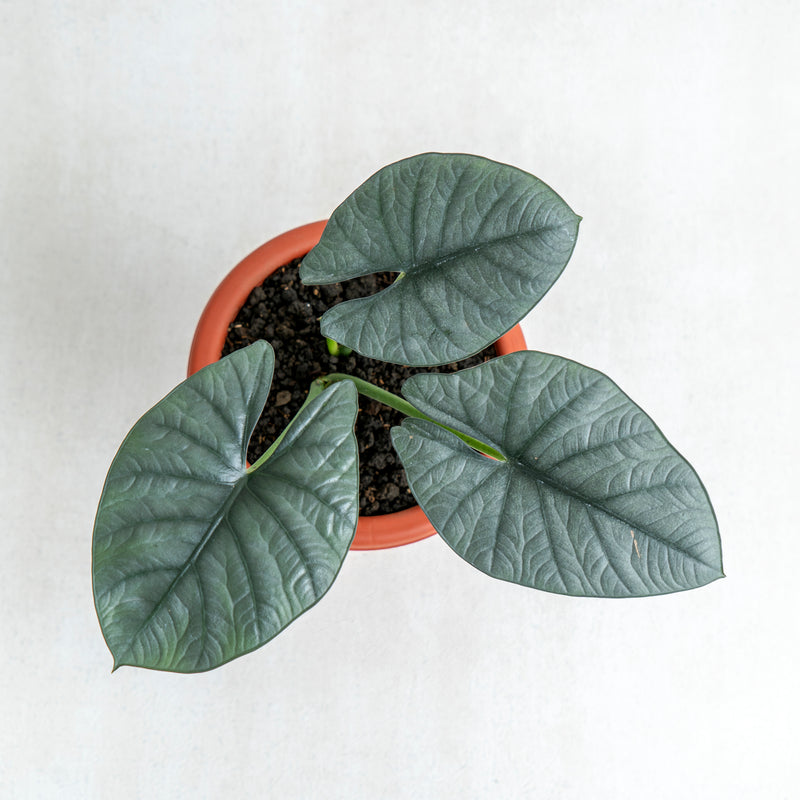 Alocasia Reginae