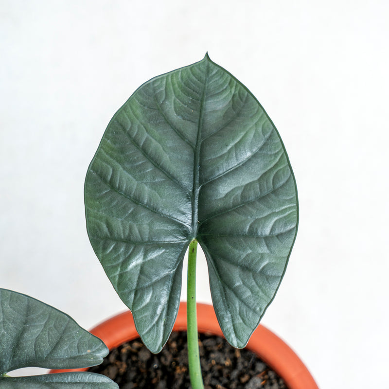 Alocasia Reginae