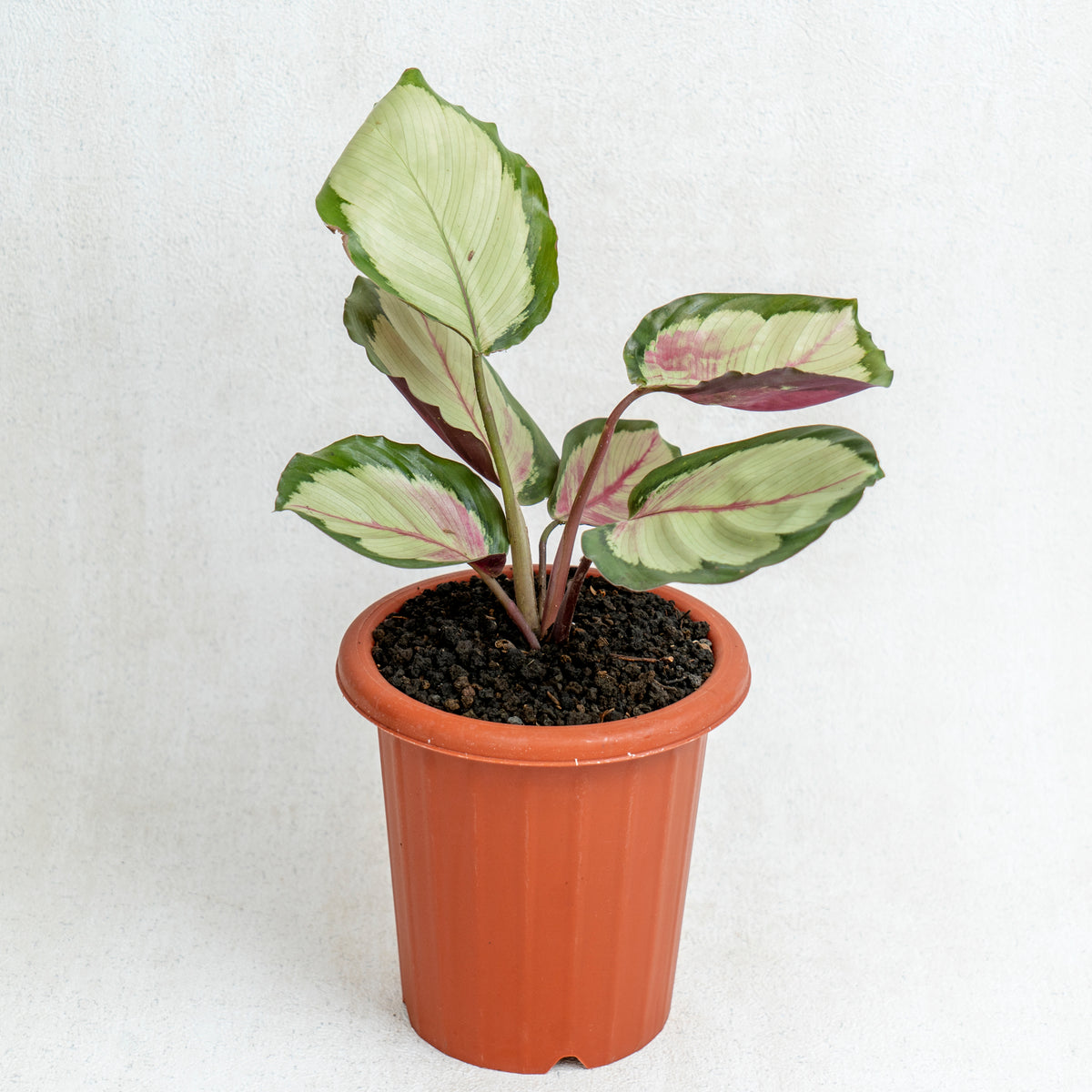 Calathea Corona