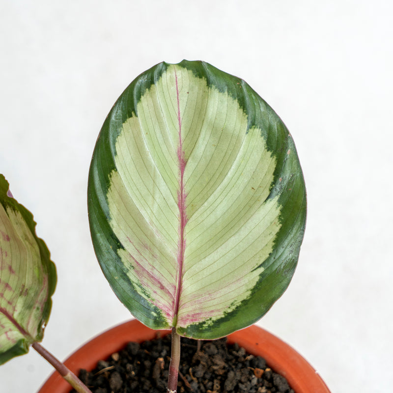 Calathea Corona
