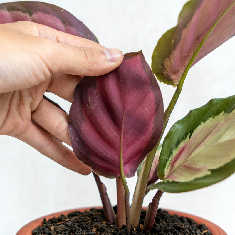 Calathea Corona