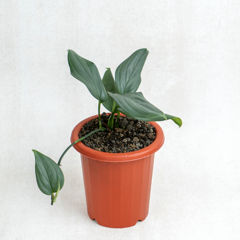 Scindapsus Silver SP Sumatera