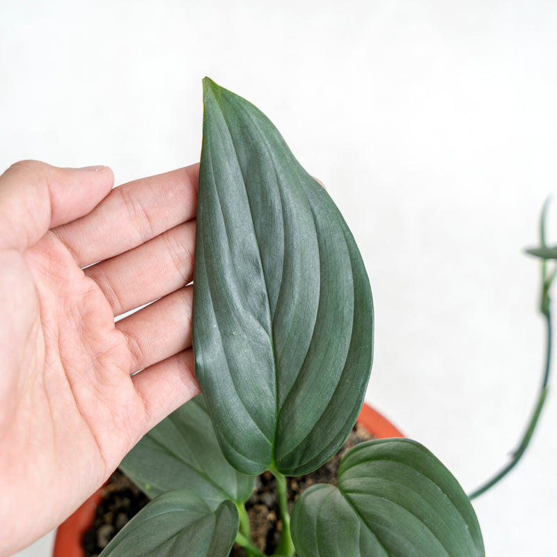 Scindapsus Silver SP Sumatera