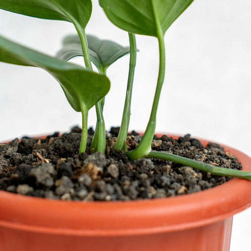 Scindapsus Silver SP Sumatera