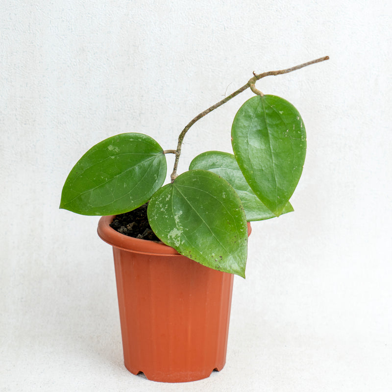Hoya Macrophylla