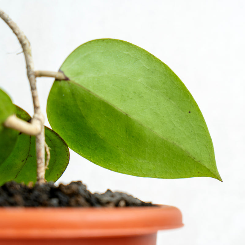 Hoya Macrophylla