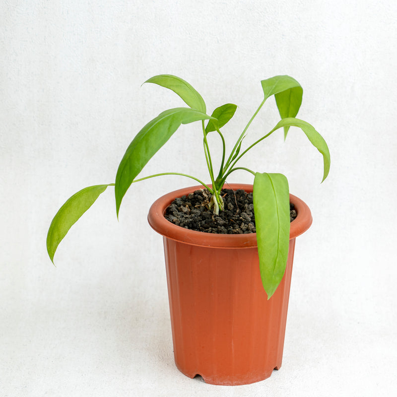 Anthurium Vittarifolium