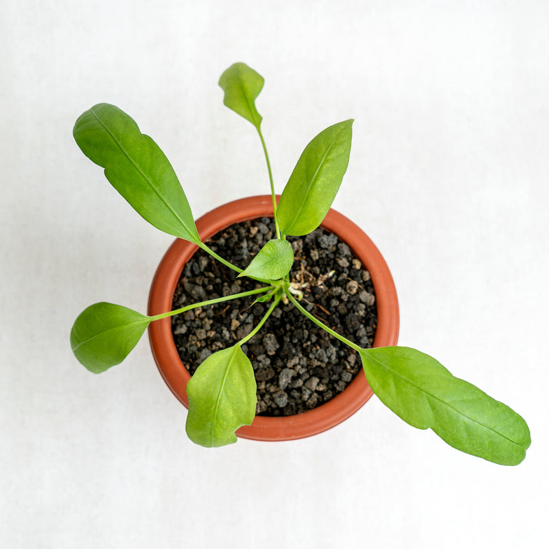Anthurium Vittarifolium