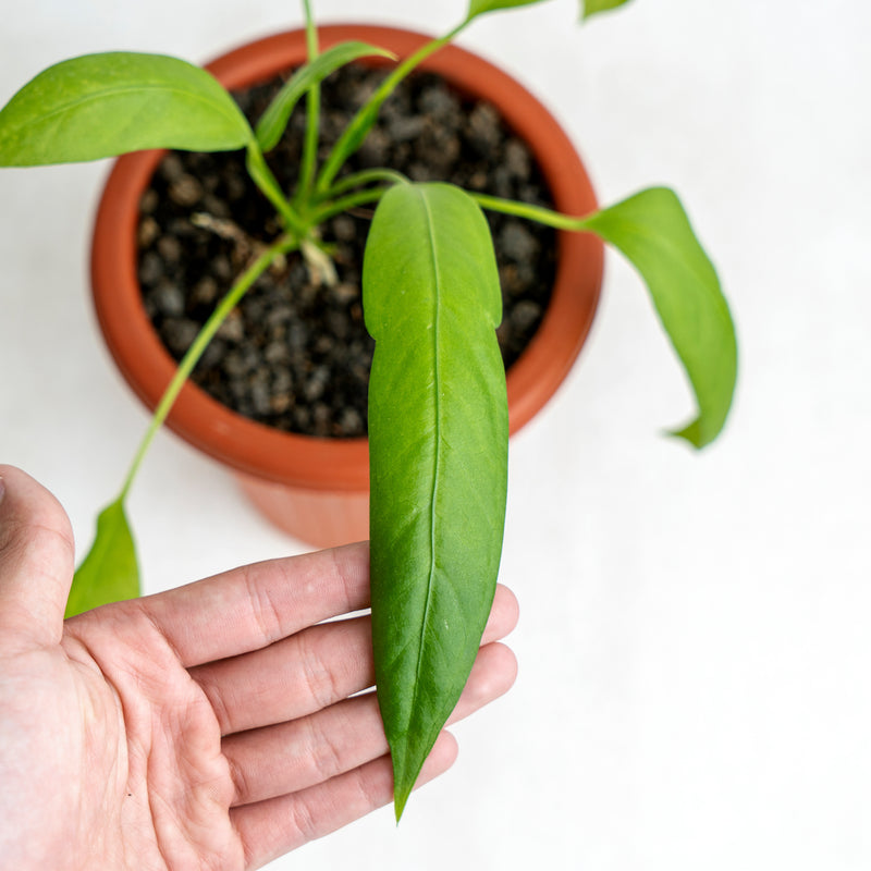 Anthurium Vittarifolium