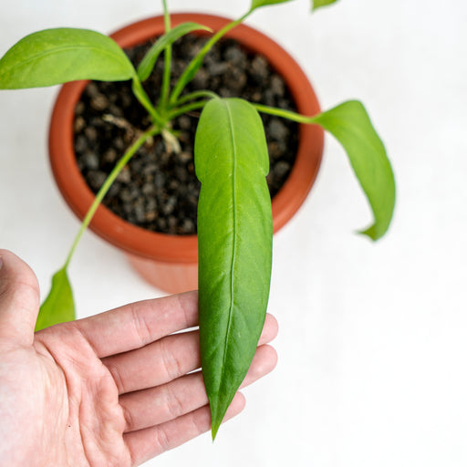philodendron vittarifolium Anthurium Vittarifolium — Aroidasia