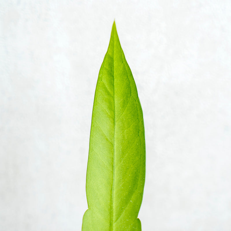 Anthurium Vittarifolium