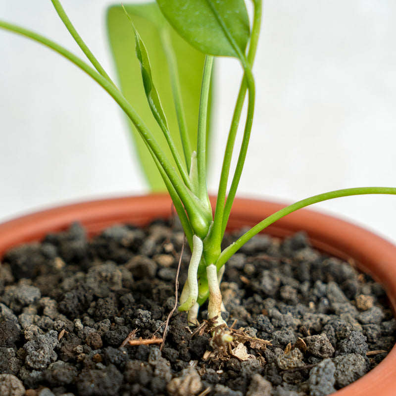 Anthurium Vittarifolium