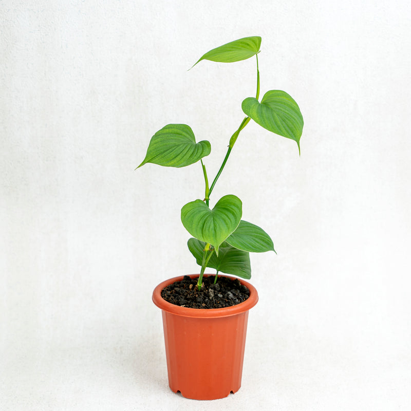 Philodendron Fibraecataphyllum