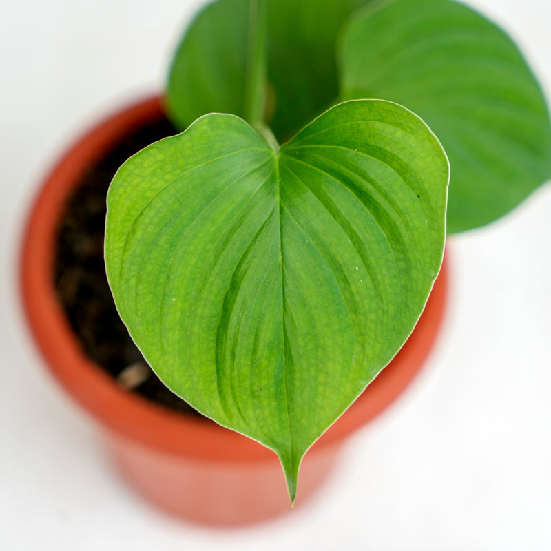 Philodendron Fibraecataphyllum