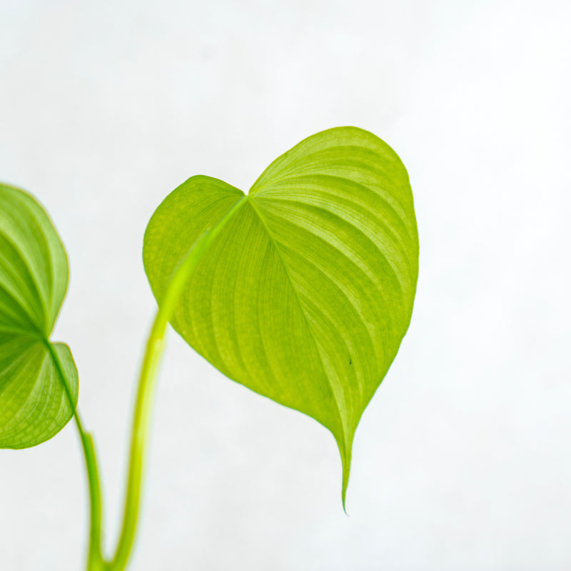 Philodendron Fibraecataphyllum