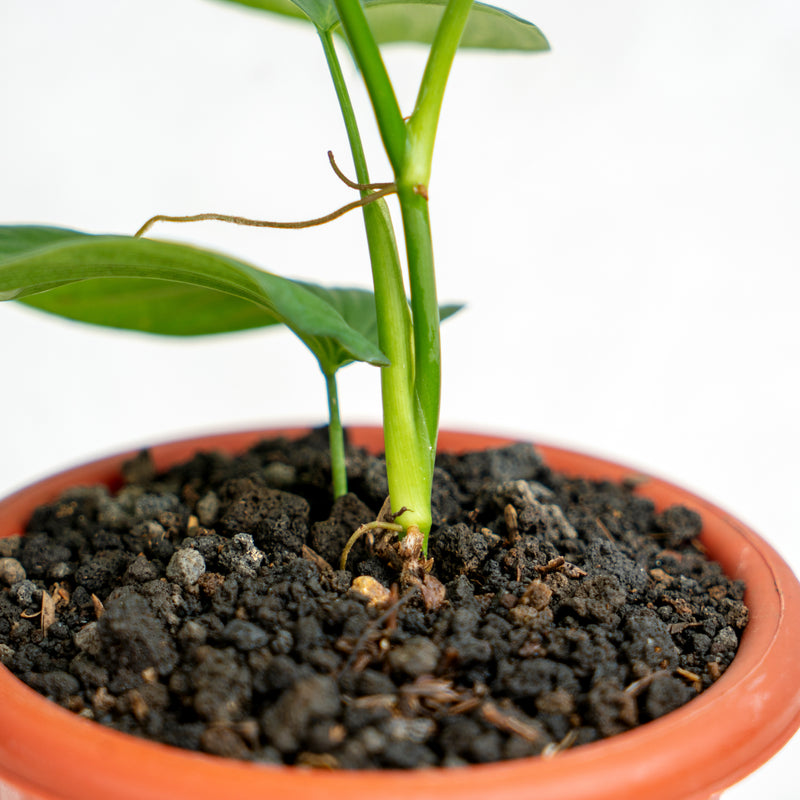 Philodendron Fibraecataphyllum