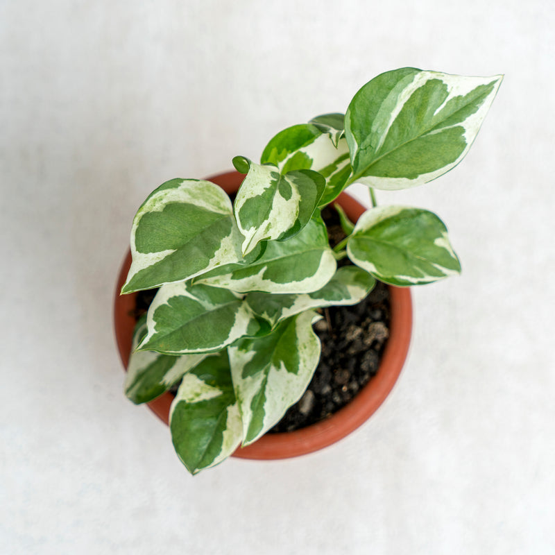 Epipremnum Aureum Snow Queen