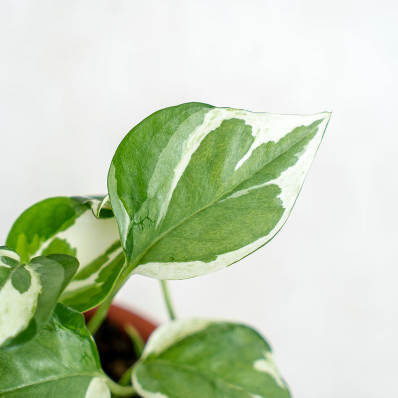 Epipremnum Aureum Snow Queen