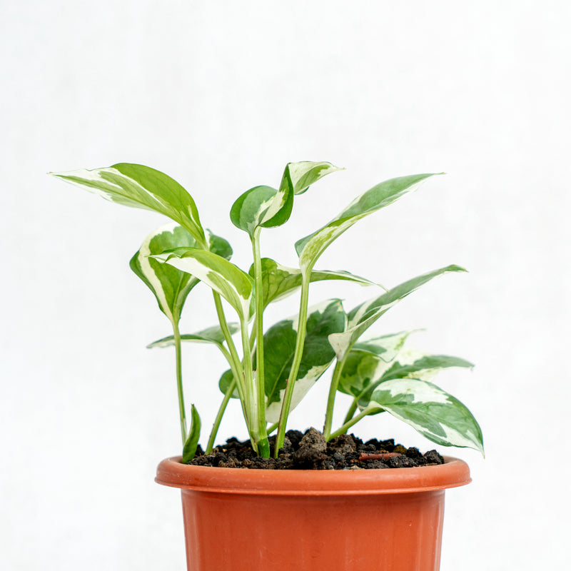 Epipremnum Aureum Snow Queen