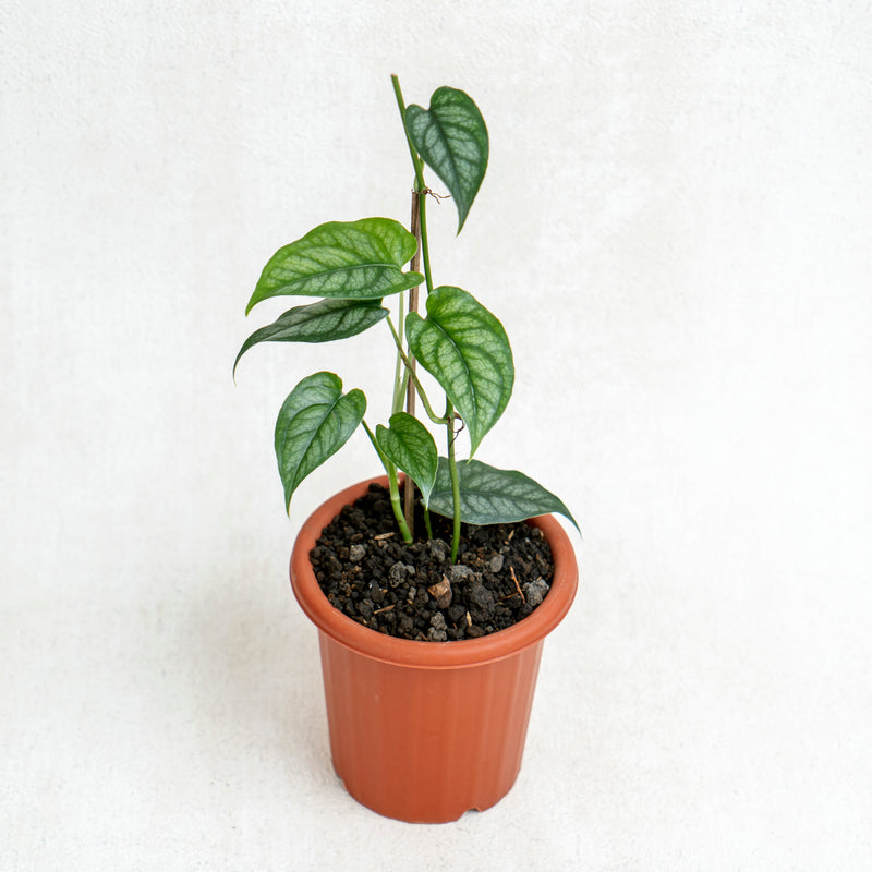 Monstera Siltepecana