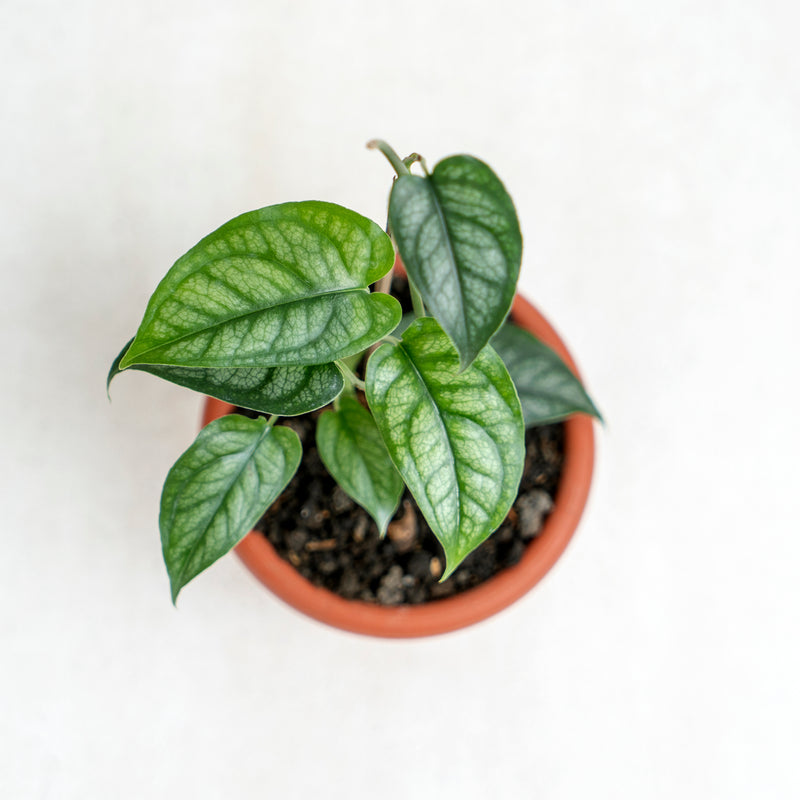 Monstera Siltepecana