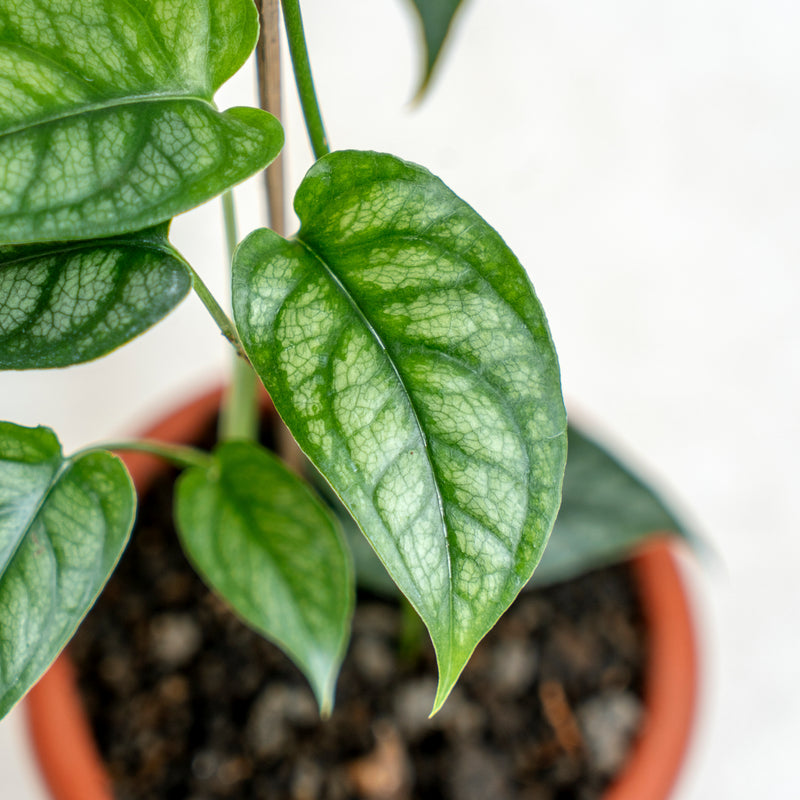 Monstera Siltepecana