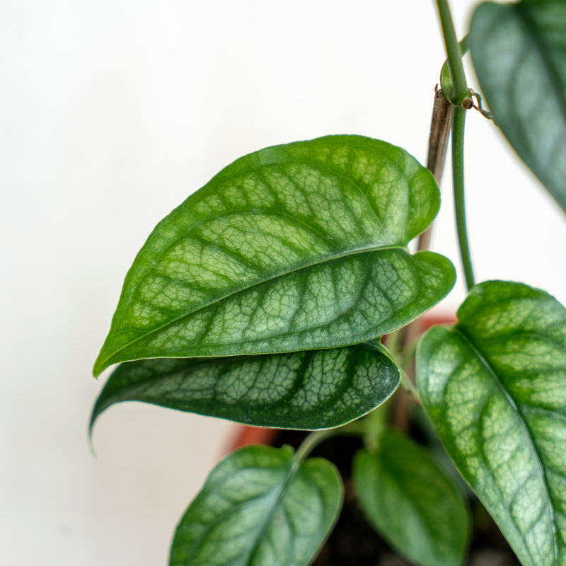 Monstera Siltepecana